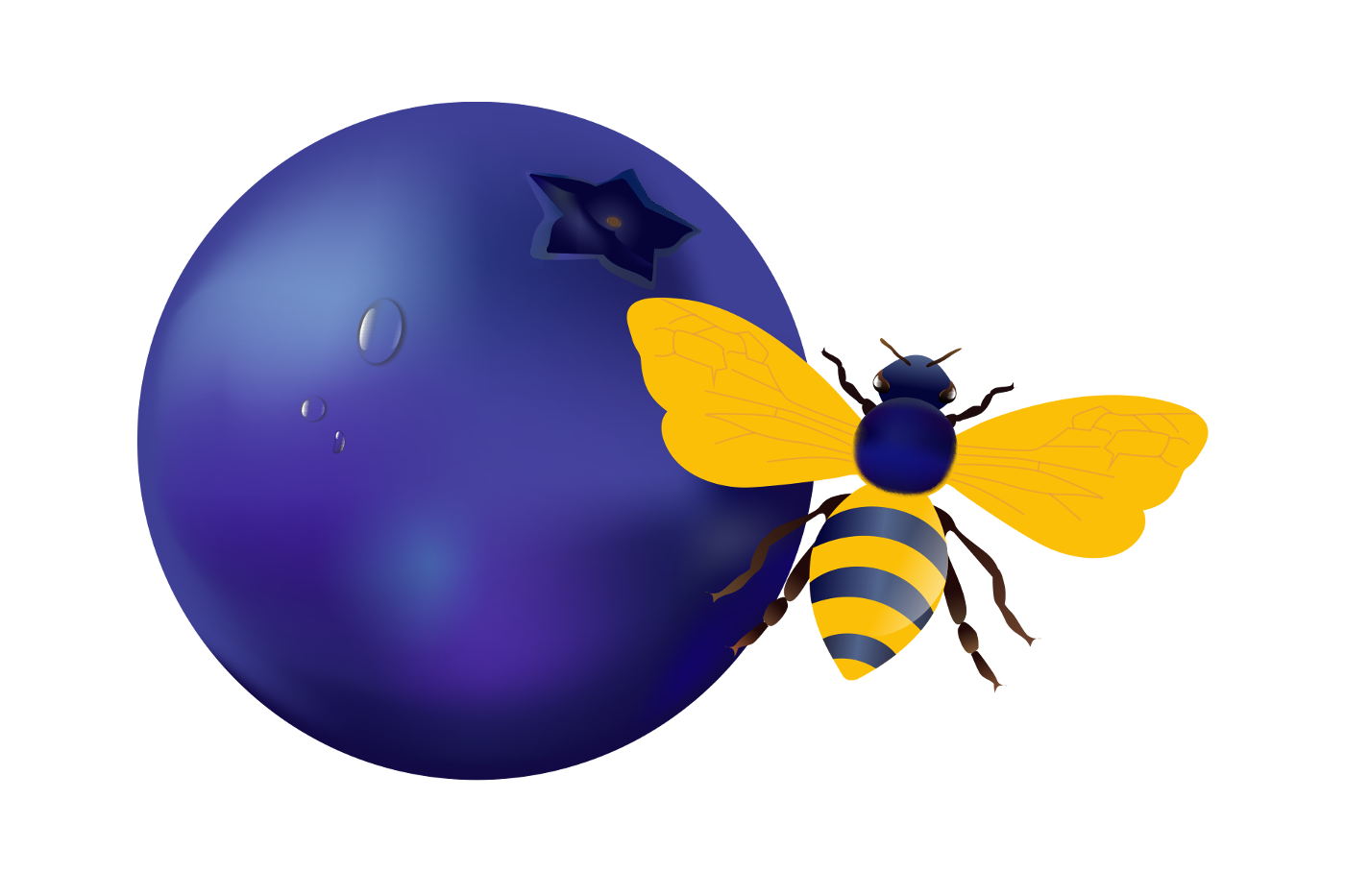 Blueberry Bee